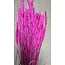 Lila Triticum - Blé fleurs séchées | Longueur ± 70 centimètres | Poids ± 175 grammes