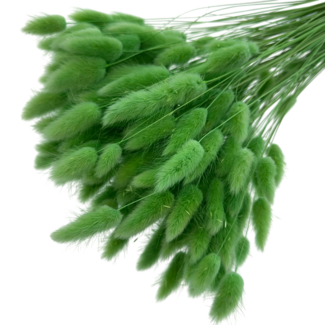 Dolce Vita Lichtgroene Lagurus droogbloemen | Lengte ± 65 centimeter | Gewicht ± 100 gram