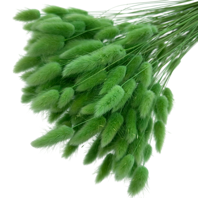 Lichtgroene Lagurus droogbloemen | Lengte ± 65 centimeter | Gewicht ± 100 gram