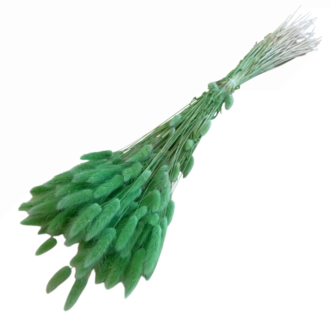 Lichtgroene Lagurus droogbloemen | Lengte ± 65 centimeter | Gewicht ± 100 gram