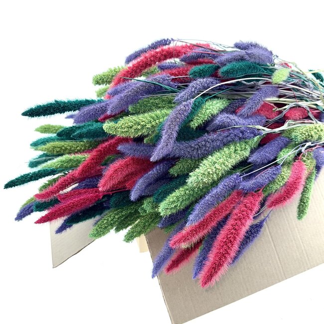 Mix Setarea droogbloemen | Lengte ± 70 centimeter | Gewicht ± 150 gram