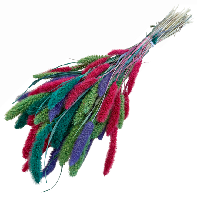 Mix Setarea dried flowers | Length ± 70 centimetres | Weight ± 150 grams