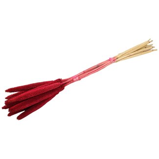 Dutch Dried Kersenkleurige Babala droogbloemen | Lengte ± 70 centimeter | Per 10 takken