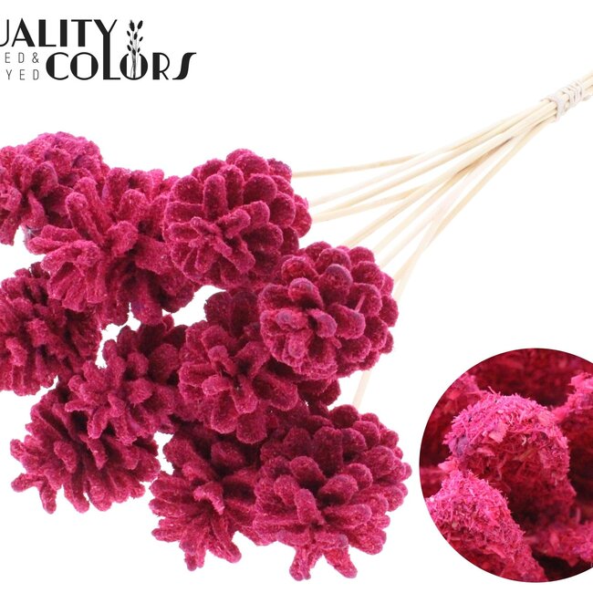 Pinecone on stick | Colour: Cherry-coloured | Sawdust Cerise Pick | Pinecone diameter 5 - 7 centimetres | Length ± 50 centimetres | Per 10 picks