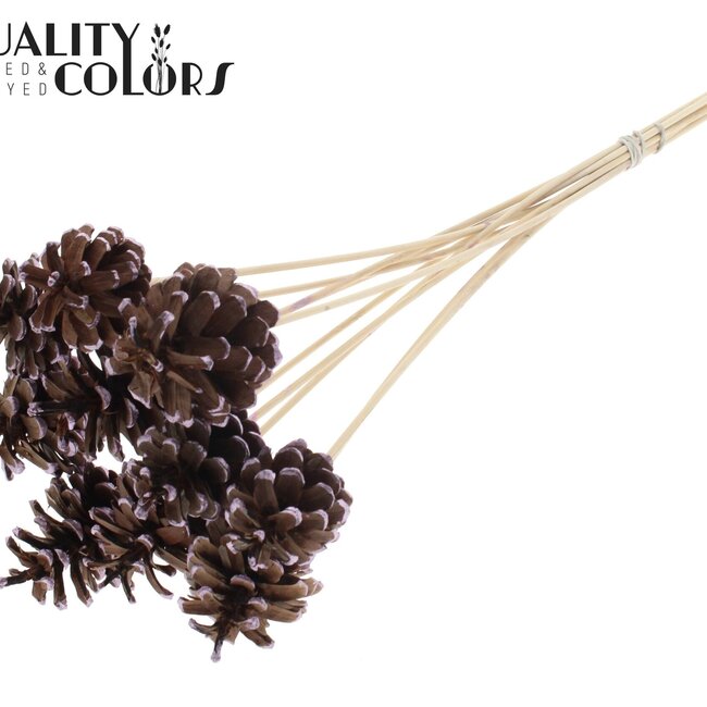 Dennenappel op stok | Kleur: Bruin met Metallic Roze | Metallic Pink Tipped Bijsteker | Diameter dennenappel 5 - 7 centimeter | Lengte ± 50 centimeter | Per 10 bijstekers