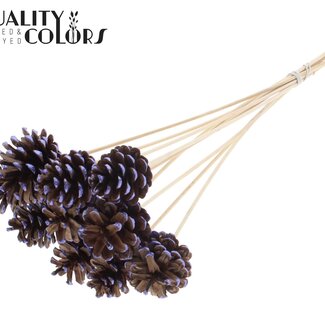 QC Dennenappel op stok | Kleur: Bruin met Metallic Paars | Metallic Purple Tipped Bijsteker | Diameter dennenappel 5 - 7 centimeter | Lengte ± 50 centimeter | Per 10 bijstekers