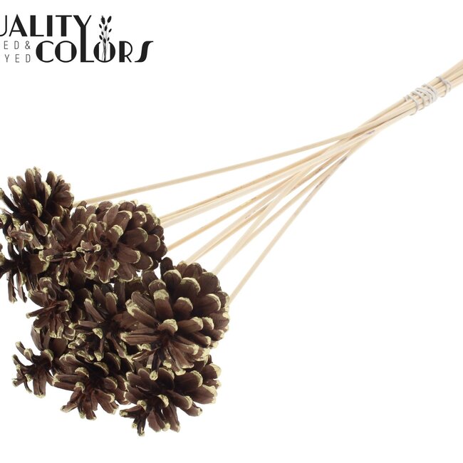 Dennenappel op stok | Kleur: Bruin met Goudkleurig | Gold Tipped Bijsteker | Diameter dennenappel 5 - 7 centimeter | Lengte ± 50 centimeter | Per 10 bijstekers