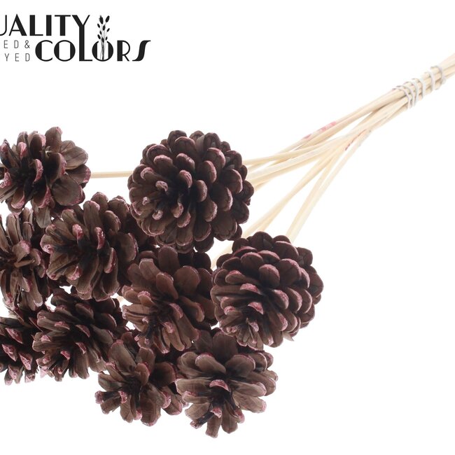 Dennenappel op stok | Kleur: Bruin met Metallic Rood | Metallic Red Tipped Bijsteker | Diameter dennenappel 5 - 7 centimeter | Lengte ± 50 centimeter | Per 10 bijstekers