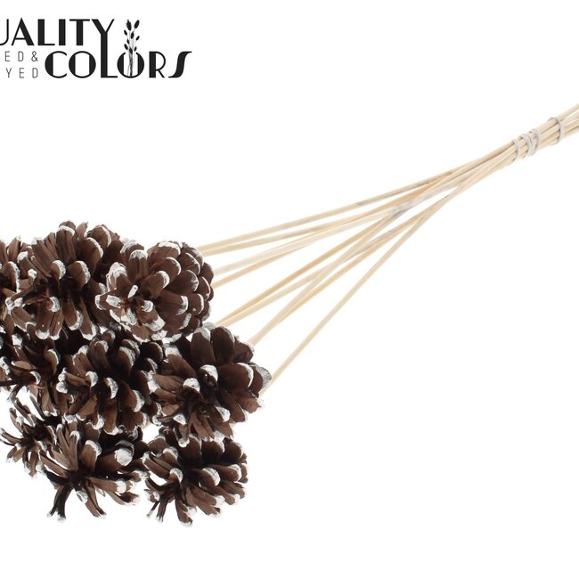 Pine Cone on Stick | Colour: Brown with Platinum Colour | Platinum Tipped Insert Stick | Pine Cone Diameter 5 - 7 centimetres | Length ± 50 centimetres | Per 10 insert sticks