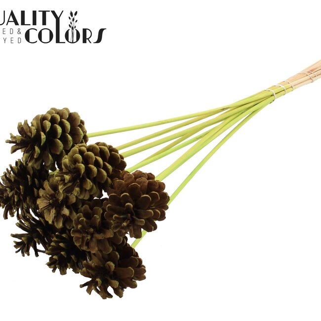 Dennenappel op stok | Kleur: Lichtgroen | Diameter dennenappel 5 - 7 centimeter | Lengte ± 50 centimeter | Per 10 bijstekers