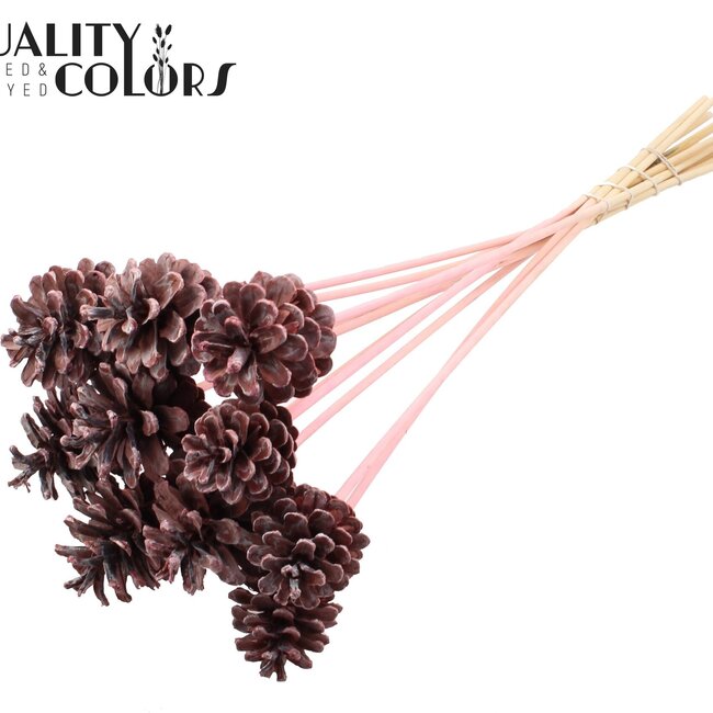 Pomme de pin sur bâton | Couleur : Rose givré | Diamètre de la pomme de pin 5 - 7 centimètres | Longueur ± 50 centimètres | Par 10 piques supplémentaires