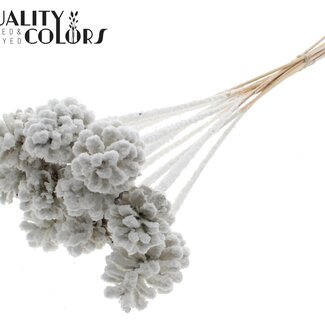 QC Pomme de pin sur bâton | Couleur : Blanc avec Neige | Diamètre de la pomme de pin 5 - 7 centimètres | Longueur ± 50 centimètres | Par 10 piques supplémentaires