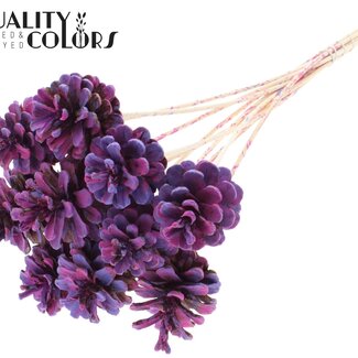 QC Pine cone on stick | Colour: Multicoloured Milk Purple | Pine cone diameter 5 - 7 centimetres | Length ± 50 centimetres | Per 10 picks