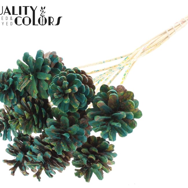 Pine cone on stick | Colour: Multicoloured Green | Pine cone diameter 5 - 7 centimetres | Length ± 50 centimetres | Per 10 picks