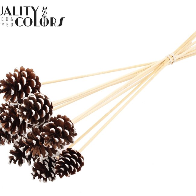 Pine Cone on Stick | Colour: Brown with White | White Tipped Decorative Stick | Pine Cone Diameter 5 - 7 centimetres | Length ± 50 centimetres | Per 10 decorative sticks