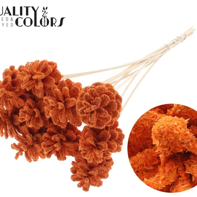 Dennenappel op stok | Kleur: Oranje | Sawdust Orange Bijsteker | Diameter dennenappel 5 - 7 centimeter | Lengte ± 50 centimeter | Per 10 bijstekers