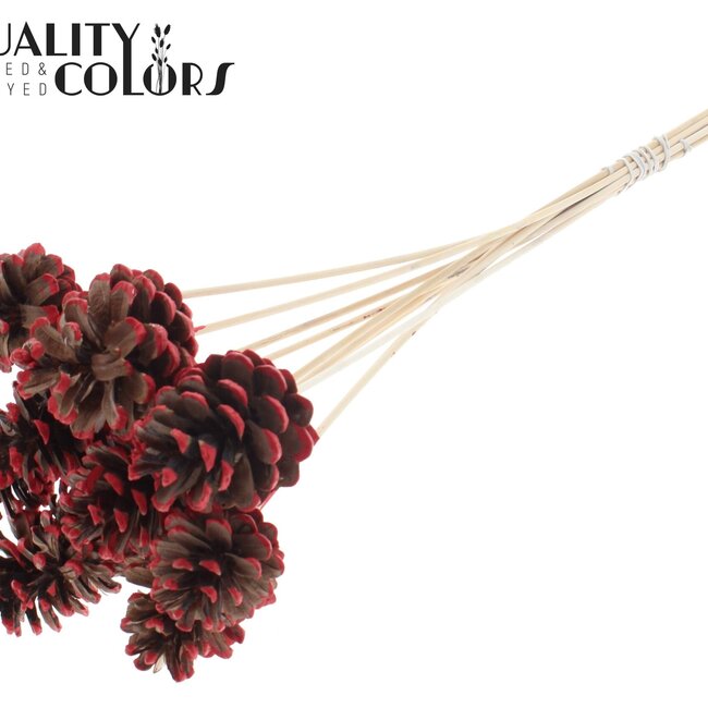 Dennenappel op stok | Kleur: Bruin met Rood | Red Tipped Bijsteker | Diameter dennenappel 5 - 7 centimeter | Lengte ± 50 centimeter | Per 10 bijstekers
