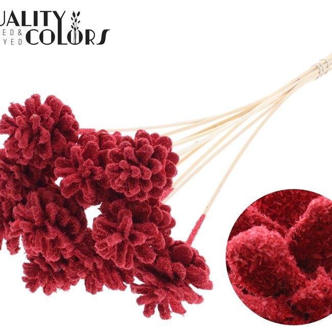 Pine cone on stick | Colour: Red | Sawdust Red Insert Stick | Pine cone diameter 5 - 7 centimetres | Length ± 50 centimetres | Per 10 insert sticks