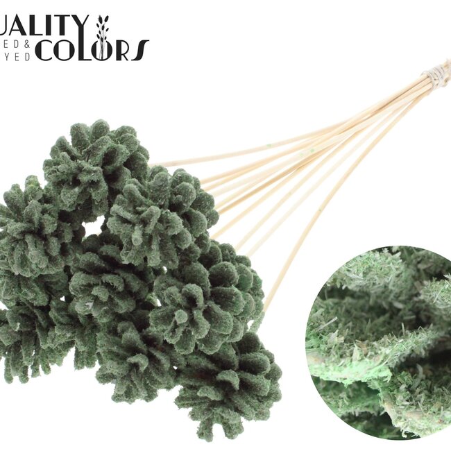 Pomme de pin sur bâton | Couleur : Vert clair | Sawdust Light Green Pique-fleurs | Diamètre de la pomme de pin 5 - 7 centimètres | Longueur ± 50 centimètres | Par 10 piques-fleurs