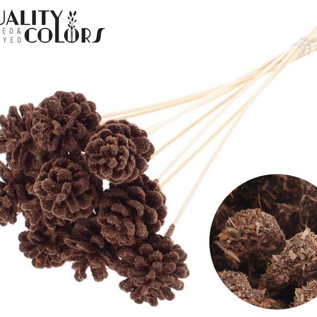 Pine cone on stick | Colour: Brown | Sawdust Brown Plant Stake | Pine cone diameter 5 - 7 centimetres | Length ± 50 centimetres | Per 10 plant stakes