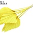 Palm Spear Séché | Couleur : Jaune | Feuilles de palmier en forme de lance | Longueur ± 55 centimètres | Par 10 branches