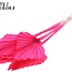 Gedroogde Palm Spear | Kleur: Kerskleurig | Palmbladeren in speervorm | Lengte ± 55 centimeter | Per 10 takken
