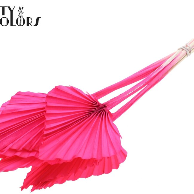 Gedroogde Palm Spear | Kleur: Kerskleurig | Palmbladeren in speervorm | Lengte ± 55 centimeter | Per 10 takken