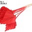 Gedroogde Palm Spear | Kleur: Rood | Palmbladeren in speervorm | Lengte ± 55 centimeter | Per 10 takken
