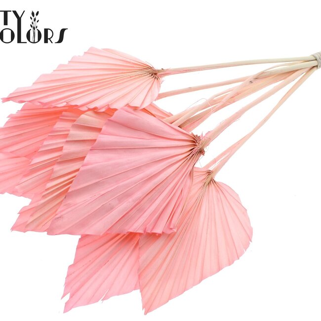 Gedroogde Palm Spear | Kleur: Lichtroze | Palmbladeren in speervorm | Lengte ± 55 centimeter | Per 10 takken