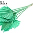 Palmier séché en forme de lance | Couleur : Vert menthe | Feuilles de palmier en forme de lance | Longueur ± 55 centimètres | Par 10 branches