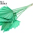 Gedroogde Palm Spear | Kleur: Mintgroen | Palmbladeren in speervorm | Lengte ± 55 centimeter | Per 10 takken