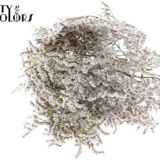 QC Lavande de mer séchée | Couleur : Blanc Naturel | Fleurs séchées Limonium Tataricum | Longueur ± 30 cm | Poids 45 grammes | Par bouquet