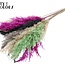 Plumes de Pampas Séchées | Coloré 8 | Couleur : Couleurs Mixtes | Fleurs Séchées Pampas | Longueur ± 70 centimètres | 10 plumes par bouquet | Par bouquet