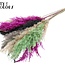 Plumes de Pampas Séchées | Coloré 8 | Couleur : Couleurs Mixtes | Fleurs Séchées Pampas | Longueur ± 70 centimètres | 10 plumes par bouquet | Par bouquet