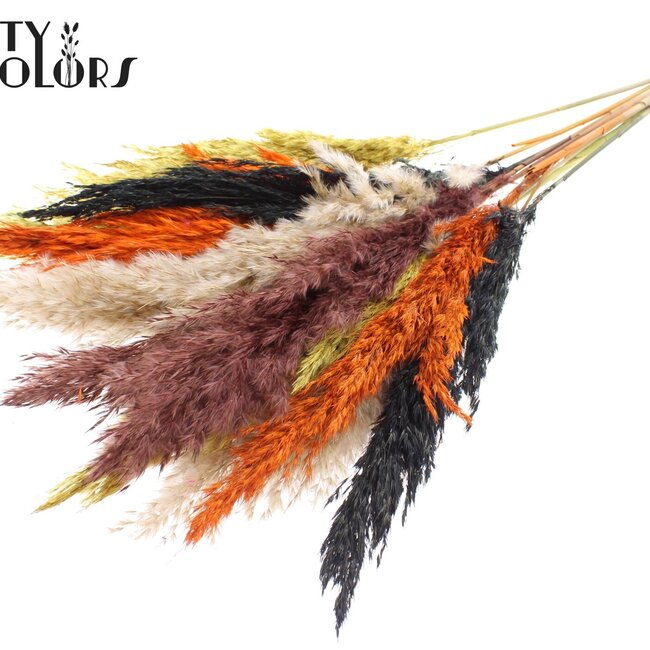Dried Pampas Plumes | Autumn Mix | Colour: Mixed Colours | Pampas Dried Flowers | Length ± 70 centimetres | 10 plumes per bunch | Per bunch