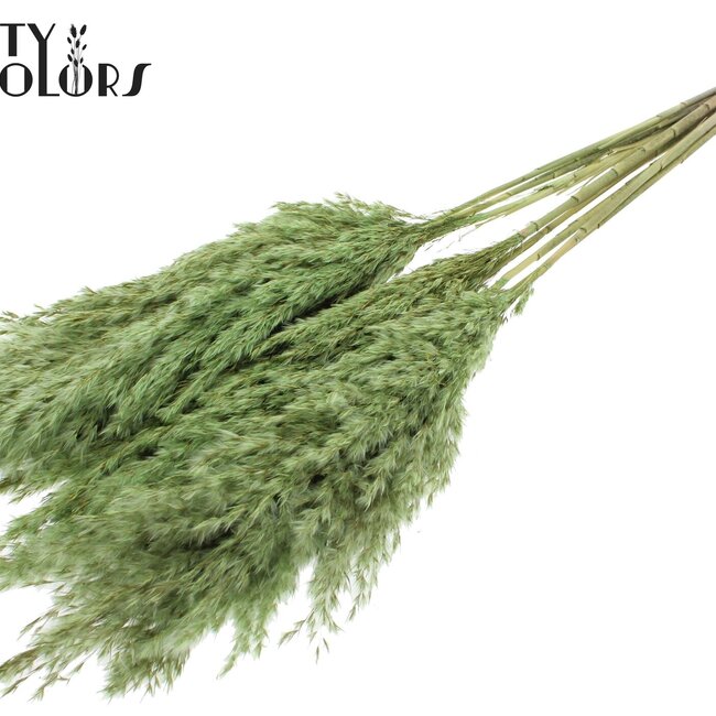 Dried Pampas Plumes | Colour: Light Green | Pampas Dried Flowers | Length ± 70 centimetres | 10 plumes per bunch | Per bunch