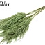 Plumes de Pampas Séchées | Couleur : Vert clair | Fleurs séchées de Pampas | Longueur ± 70 centimètres | 10 plumes par bouquet | Par bouquet