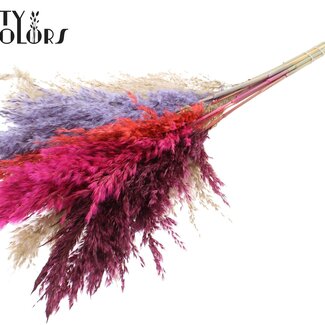 QC Plumes de Pampas Séchées | Coloré 9 | Couleur : Couleurs Mixtes | Fleurs Séchées de Pampas | Longueur ± 70 centimètres | 10 plumes par bouquet | Par bouquet