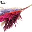 Dried Pampas Plumes | Colourful 9 | Colour: Mixed Colours | Pampas Dried Flowers | Length ± 70 centimetres | 10 plumes per bunch | Per bunch