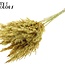 Gedroogde Pampas Pluimen | Kleur: Donkergeel | Pampas Droogbloemen | Lengte ± 70 centimeter | 10 pluimen per bos | Per bos