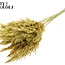 Dried Pampas Plumes | Colour: Dark Yellow | Pampas Dried Flowers | Length ± 70 centimetres | 10 plumes per bunch | Per bunch