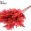 Plumes de Pampas Séchées | Couleur : Corail | Fleurs Séchées Pampas | Longueur ± 70 centimètres | 10 plumes par bouquet | Par bouquet