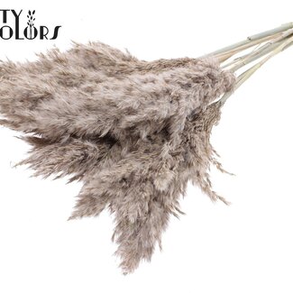 QC Gedroogde Pampas Pluimen | Kleur: Frosted Wit | Pampas Droogbloemen | Lengte ± 70 centimeter | 10 pluimen per bos | Per bos