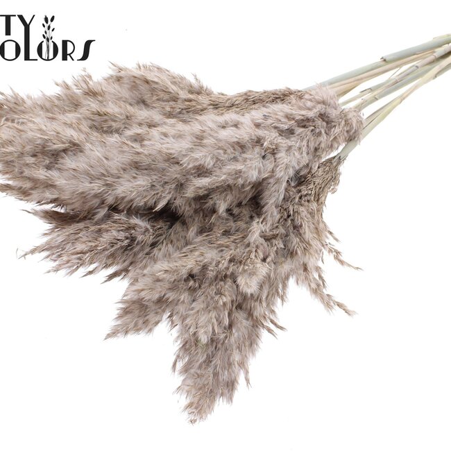 Dried Pampas Plumes | Colour: Frosted White | Pampas Dried Flowers | Length ± 70 centimetres | 10 plumes per bunch | Per bunch