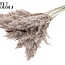 Gedroogde Pampas Pluimen | Kleur: Frosted Wit | Pampas Droogbloemen | Lengte ± 70 centimeter | 10 pluimen per bos | Per bos