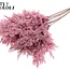 Dried Pampas Plumes | Colour: Frosted Pink | Pampas Dried Flowers | Length ± 70 centimetres | 10 plumes per bunch | Per bunch