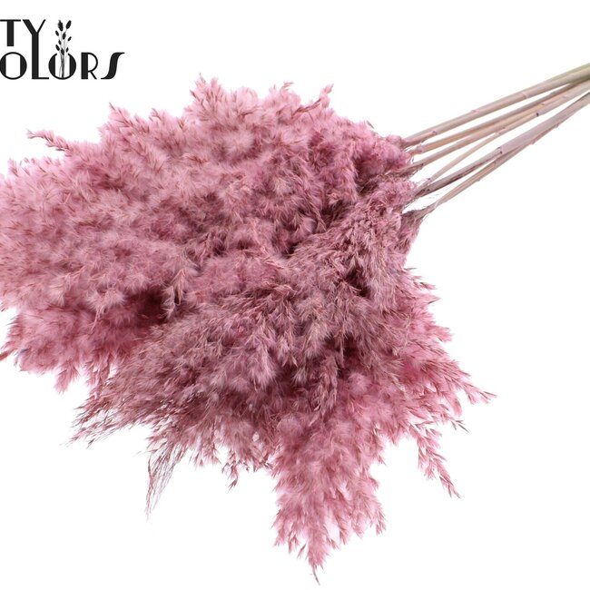 Getrocknete Pampasgraswedel | Farbe: Frosted Rosa | Pampas Trockenblumen | Länge ± 70 Zentimeter | 10 Wedel pro Bund | Pro Bund