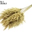 Gedroogde Pampas Pluimen | Kleur: Frosted Geel | Pampas Droogbloemen | Lengte ± 70 centimeter | 10 pluimen per bos | Per bos