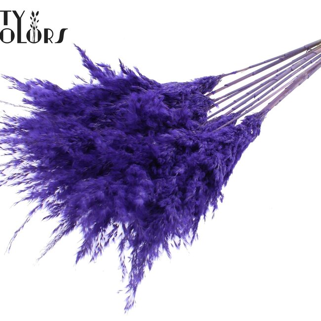 Gedroogde Pampas Pluimen | Kleur: Frosted Paars | Pampas Droogbloemen | Lengte ± 70 centimeter | 10 pluimen per bos | Per bos