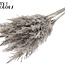 Gedroogde Pampas Pluimen | Kleur: Frosted Grijs | Pampas Droogbloemen | Lengte ± 70 centimeter | 10 pluimen per bos | Per bos